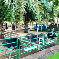 Delightful Animal Adventure at Desaru Mini Zoo 