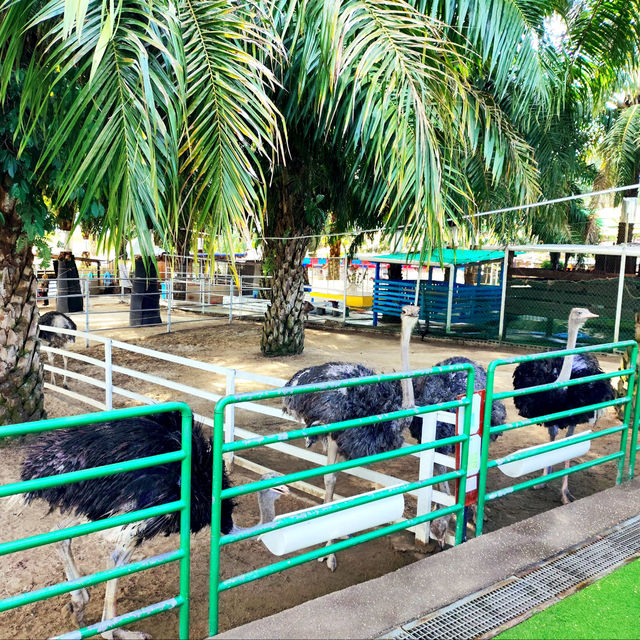 Delightful Animal Adventure at Desaru Mini Zoo 