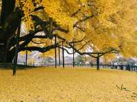 The Ginkgo tree in South Korea Gangwon Province