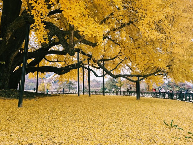 The Ginkgo tree in South Korea Gangwon Province