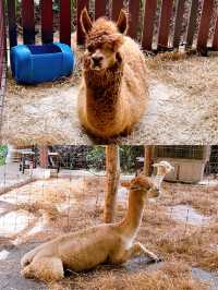 Feeding Animals in the Bentong Farm