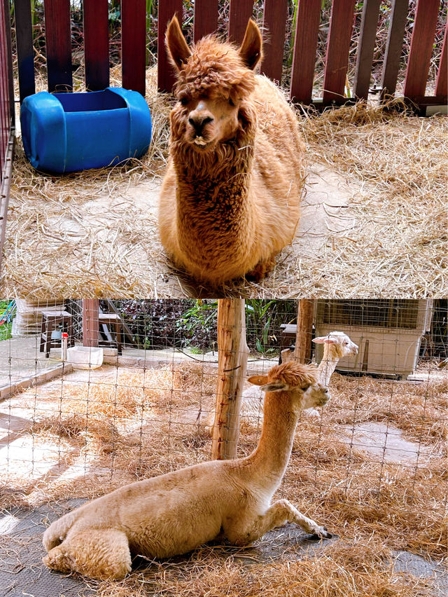 Feeding Animals in the Bentong Farm