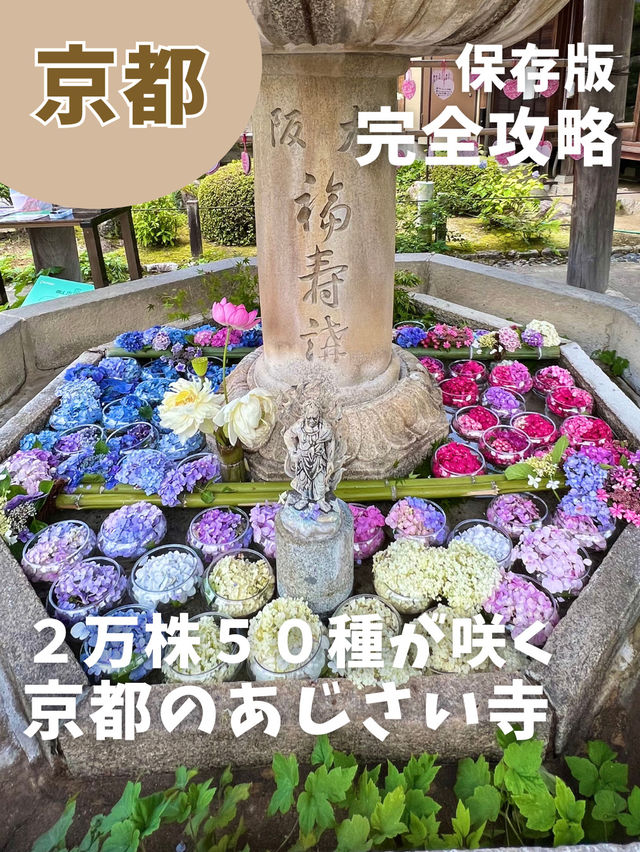 【京都】2万50種のあじさいを鑑賞できるあじさい寺