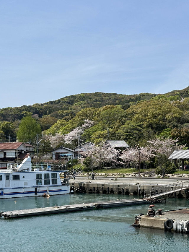 福岡後花園～終於見到油菜花田