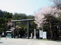 北海道神宮賞櫻又賞梅 