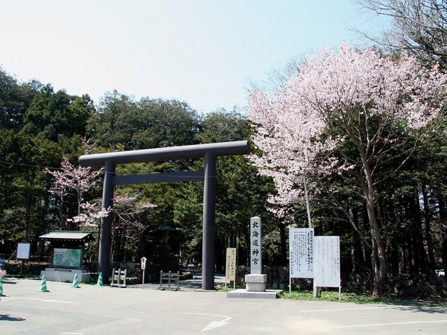 北海道神宮賞櫻又賞梅 
