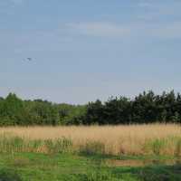 「大潭濕地公園」：觀鳥寶地