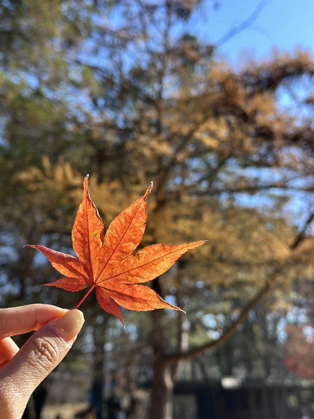 韓國首爾｜必玩高空飛索飛入南怡島