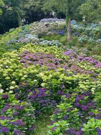 リピート決定💠🤗絶景すぎる紫陽花の楽園🤗💠