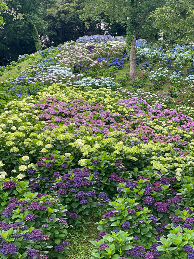 リピート決定💠🤗絶景すぎる紫陽花の楽園🤗💠