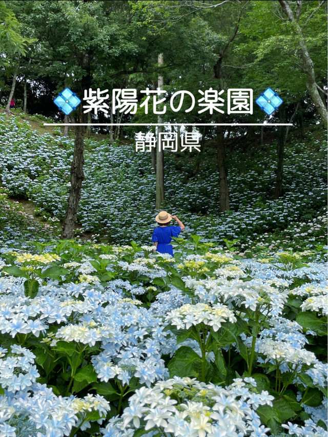 リピート決定💠🤗絶景すぎる紫陽花の楽園🤗💠