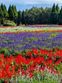 雄大な山々をバックに四季折々の花が咲く、くじゅう花公園