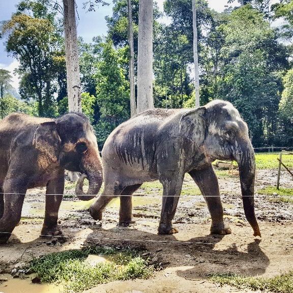 Kuala Gandah Elephant Sanctuary 