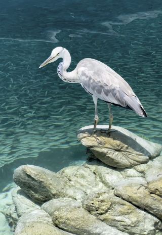 Patiently poised, heron
