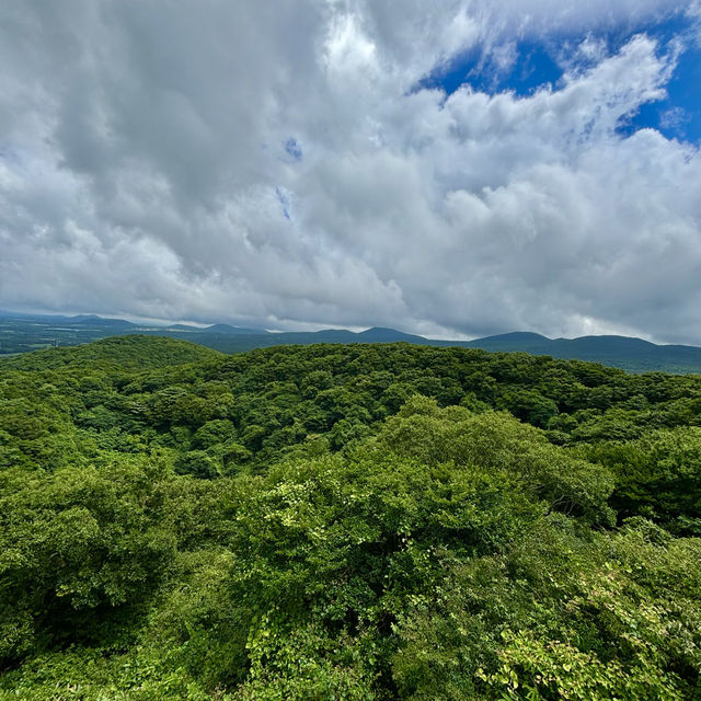 제주여행🏝️ 삼나무 숲길이 멋진 절물 휴양림🌲🌲🌲