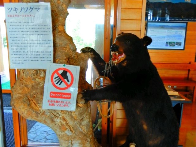 十二湖に行く前でも行ったあとでも！白神山について学べるエコミュージアム！