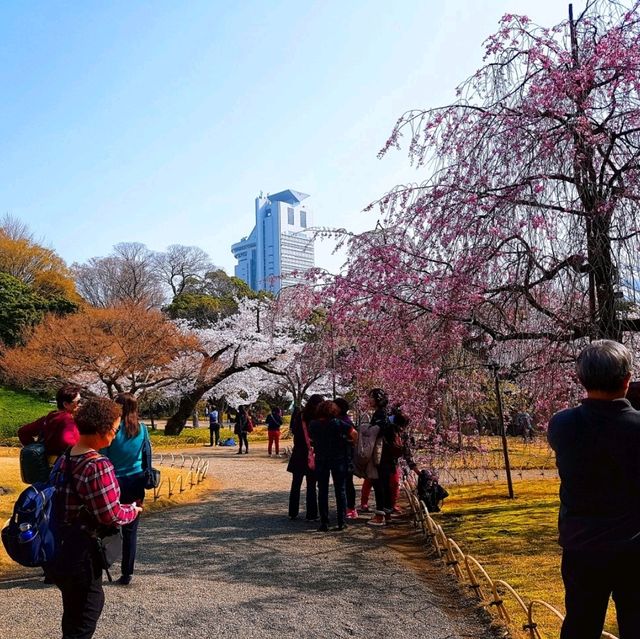 【東京】傳統日式庭園，建議春秋兩季訪問，因為這時候的景色最為壯麗。