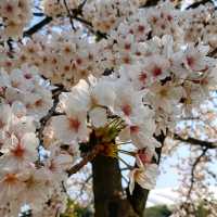 【東京】傳統日式庭園，建議春秋兩季訪問，因為這時候的景色最為壯麗。