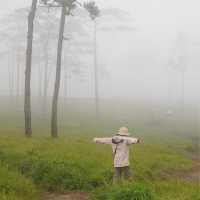 ภูสอยดาว - พิชิตลานสน ชมดอกหงอนนาค