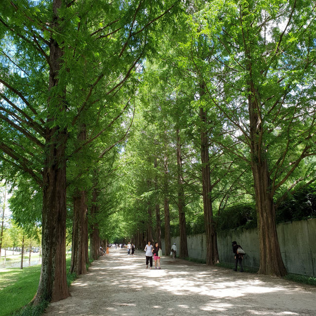 【韓国/潭陽（タミャン）】緑が映えるお散歩道🌲 メタセコイア並木道
