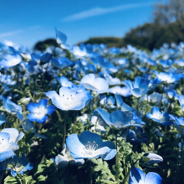 【茨城/ひたちなか】一面に広がる花畑