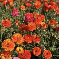 Carlsbad Flower Fields, California – A Blooming Wonderland