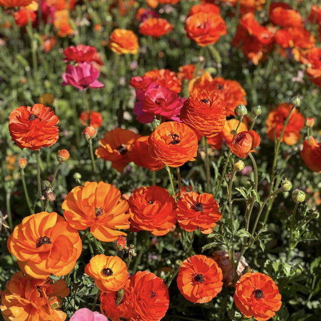 Carlsbad Flower Fields, California – A Blooming Wonderland
