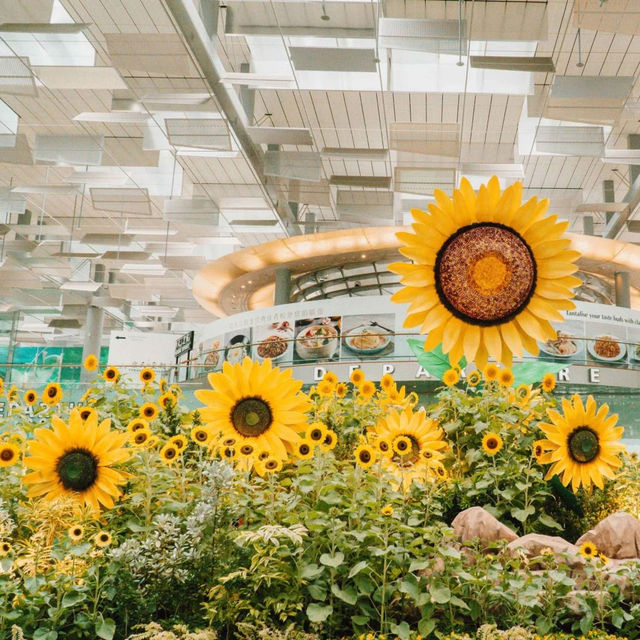 Visit the Most Beautiful Airport in the World 🌎 