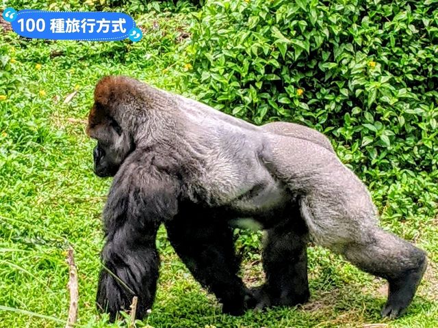 台北-大人小孩都喜歡的最佳親子景點：台北市立動物園