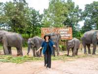 Elephant Jungle Sanctuary Grand Canyon CNX