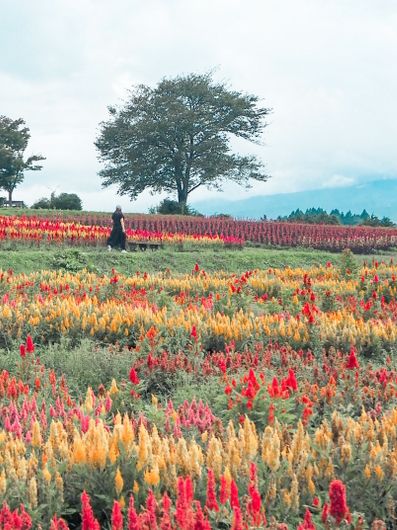 【栃木】那須⌇那須フラワーワールド
