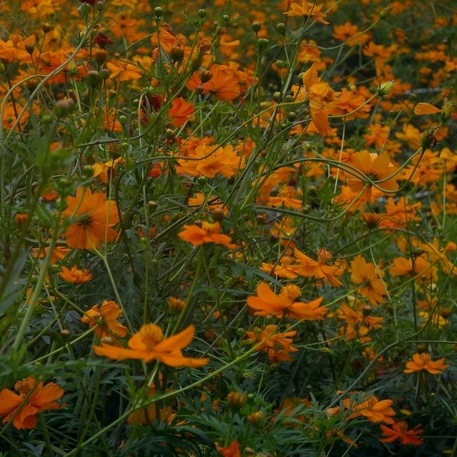 황화코스모스 막차 탑승🌼