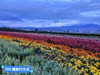 日本北海道-四季花田與雪山織成的美景：富田農場