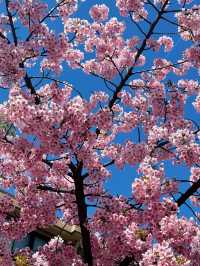 🎀リボン×桜🌸 の組み合わせが最強に可愛い神社⛩