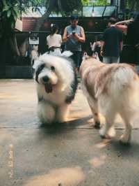 【タイ🇹🇭】大型犬🐩ハスキー大渋滞！ハスキーカフェ完全攻略☕️