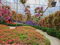 Flowers blooming at Flora Park, Cameron Highlands