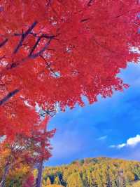 【秋を攻略】おすすめスポットをご紹介🍁