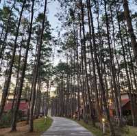 สวนป่าดอยบ่อหลวง 🌿