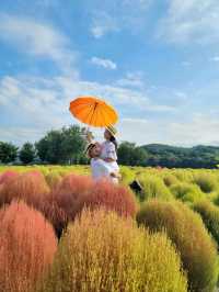 가을 프사 바꾸러 가야할 댑싸리공원🧡