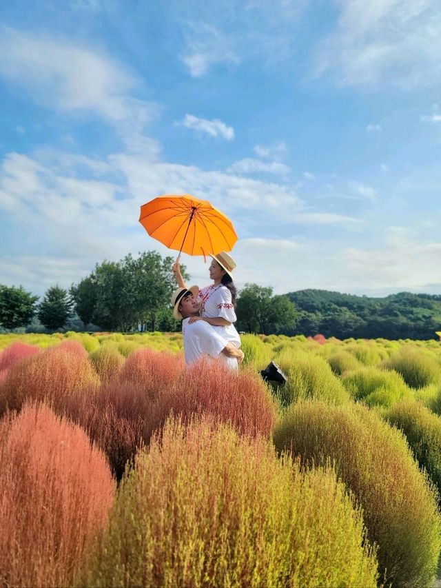 가을 프사 바꾸러 가야할 댑싸리공원🧡