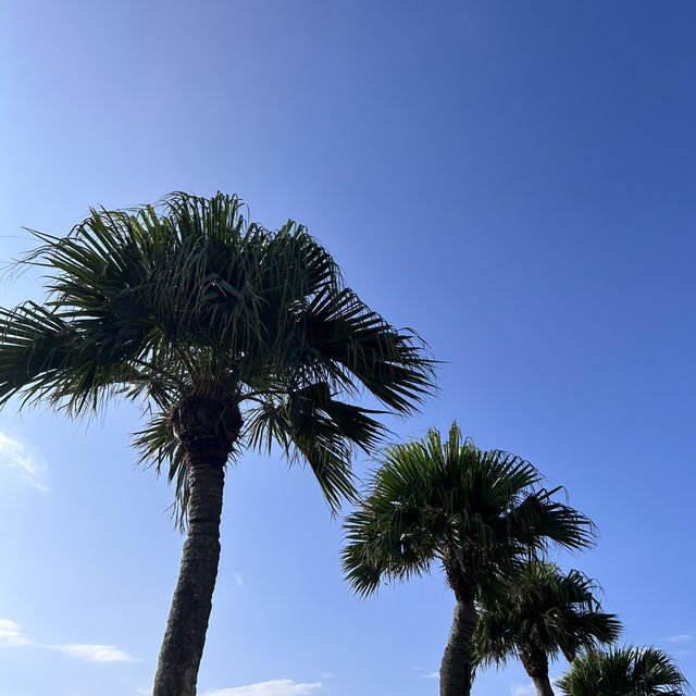 【1人4万円離島の旅🎶奄美大島編】