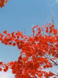 Autumn in Nami - Autumn in my heart