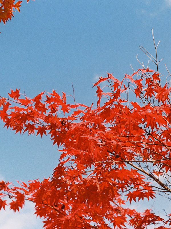 Autumn in Nami - Autumn in my heart