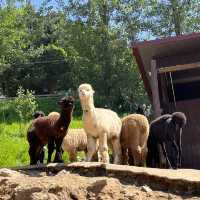 A Perfect Day Trip from Seoul: Alpaca World, Nami Island, and Gangchon Rail Park