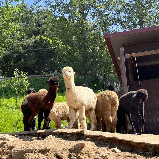 A Perfect Day Trip from Seoul: Alpaca World, Nami Island, and Gangchon Rail Park