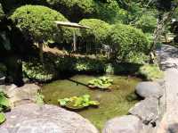 【鎌倉市】鎌倉にある竹林報国寺🎋