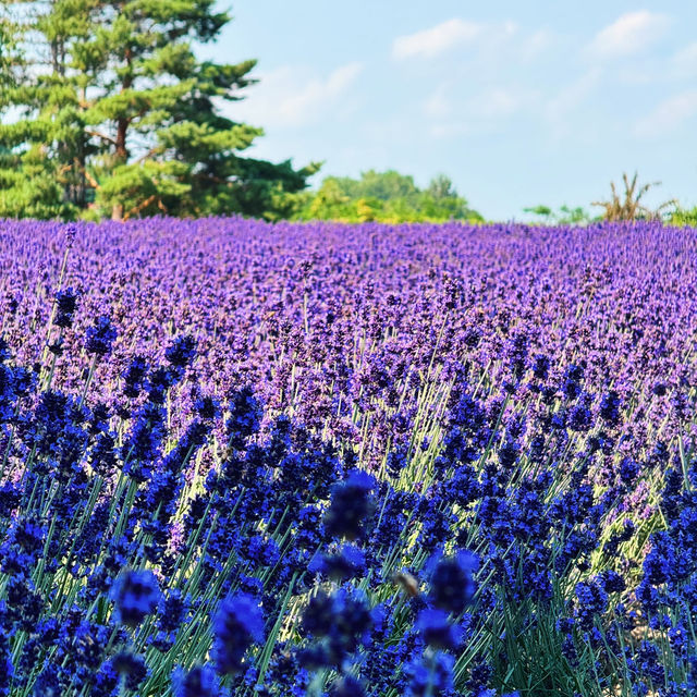 ฟาร์มลาเวนเดอร์โทมิยะ Tomiya Farm, Hokkaido