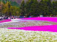 【静岡】絶景✨芝桜が咲き乱れる富士芝桜まつり🌸