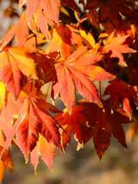 東京賞楓秘境🍁：芝公園！遠眺東京鐵塔🗼最佳位置！ 