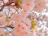 日本🇯🇵東京新宿御苑賞櫻花🌸